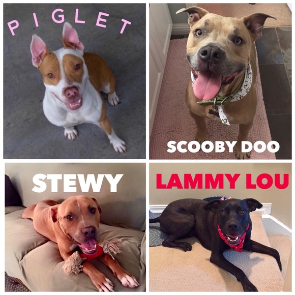 $ Goes to DOG RESCUE🐾 - Picture 2 of 7